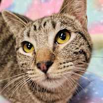 Thumbnail photo of Cabi - RC PetSmart #1