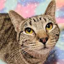 Thumbnail photo of Cabi - RC PetSmart #2