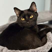 Thumbnail photo of Thymie #1