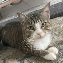 Thumbnail photo of Gizmo #1