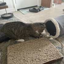 Thumbnail photo of Gizmo #3