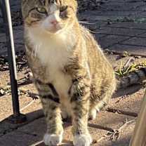 Thumbnail photo of Gizmo #4