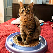 Thumbnail photo of Sir Isaac Mewton #3