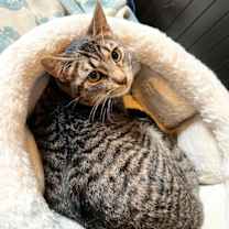 Thumbnail photo of Sir Isaac Mewton #4