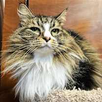 Thumbnail photo of Miss Cinnamon #1