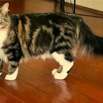 Thumbnail photo of Miss Cinnamon #2