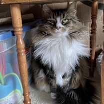 Thumbnail photo of Miss Cinnamon #3