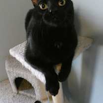Thumbnail photo of Princeton (Kole) #1