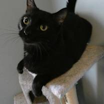Thumbnail photo of Princeton (Kole) #2