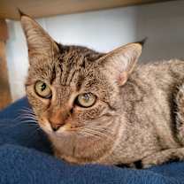 Thumbnail photo of 4837 Lexi #1