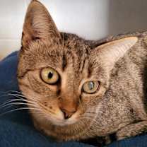 Thumbnail photo of 4837 Lexi #2