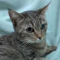Thumbnail photo of 4837 Lexi #3