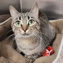 Thumbnail photo of Maggy #4
