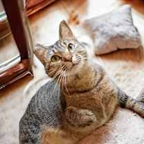 Thumbnail photo of Brandy 
Sponsored Adoption Fee! #3