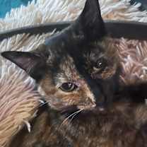 Thumbnail photo of Miranda #1