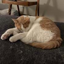 Thumbnail photo of Mustard #3