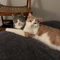 Thumbnail photo of Mustard #4
