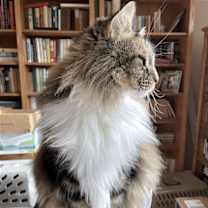 Thumbnail photo of Miss Cinnamon #4
