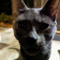 Thumbnail photo of Blue (Courtesy Post) #3