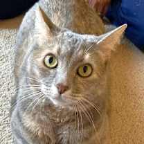 Thumbnail photo of Cleo #1