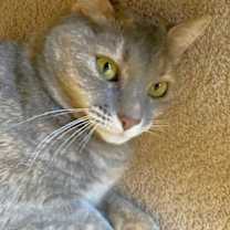 Thumbnail photo of Cleo #2