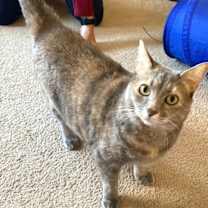 Thumbnail photo of Cleo #3
