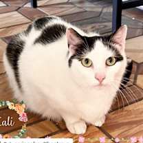 Thumbnail photo of Cali #1