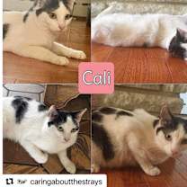 Thumbnail photo of Cali #2