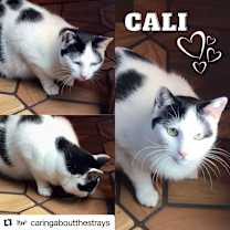 Thumbnail photo of Cali #3