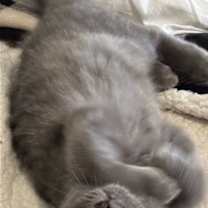 Thumbnail photo of MARILYN #2