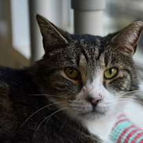 Thumbnail photo of Percy #1
