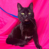 Thumbnail photo of TOOTSIE #1