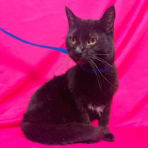 Thumbnail photo of TOOTSIE #2