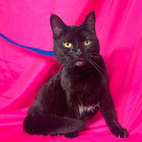Thumbnail photo of TOOTSIE #4