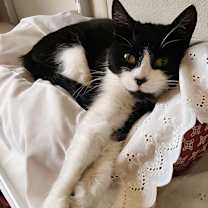 Thumbnail photo of Jubilee #2