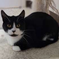 Thumbnail photo of Jubilee #4