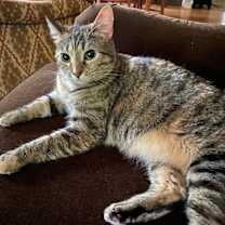 Thumbnail photo of Flossie - LM #1