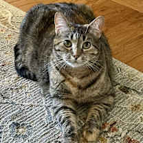 Thumbnail photo of Flossie - LM #2
