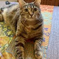Thumbnail photo of Flossie - LM #3