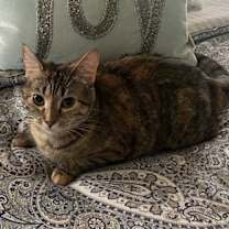 Thumbnail photo of Flossie - LM #4