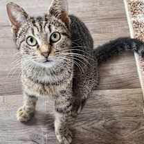 Thumbnail photo of Pixie #2