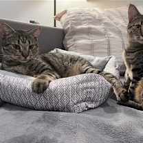 Thumbnail photo of Shadow (tabby) (& Dollface) bonded #3