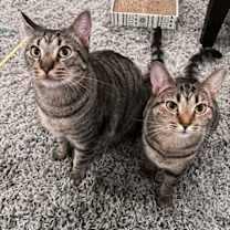 Thumbnail photo of Shadow (tabby) (& Dollface) bonded #4