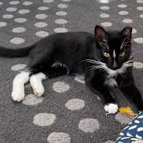 Thumbnail photo of Evie Larchwood #3