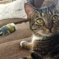 Thumbnail photo of Amber #1
