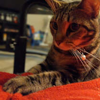 Thumbnail photo of Mocha #1