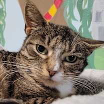 Thumbnail photo of Figgy Pudding #1