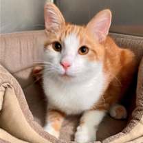 Thumbnail photo of Sheldon #1