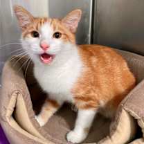Thumbnail photo of Sheldon #2