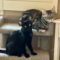 Thumbnail photo of Olivia and  Chaitali #1